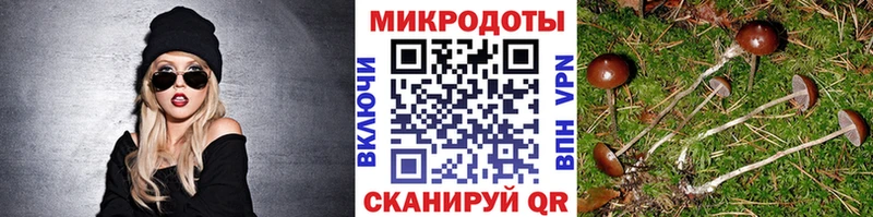 цены   Будённовск  Псилоцибиновые грибы GOLDEN TEACHER 